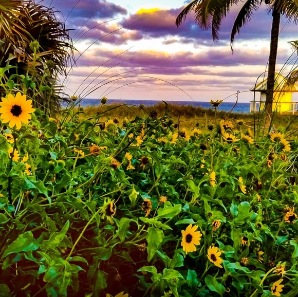 🖤Meet your Posher, Junglebrat!🖤 - Picture 2 of 2